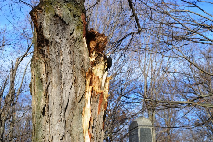 112816_fresh-wood-for-lunch