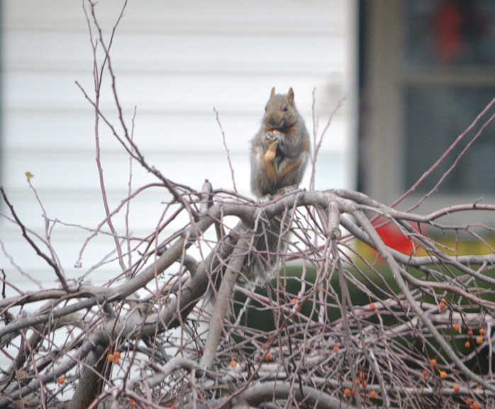 112916_just-sitting-here-in-this-tree-eating-a-peanut