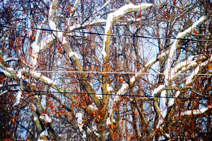 121616_clinging-to-the-trees