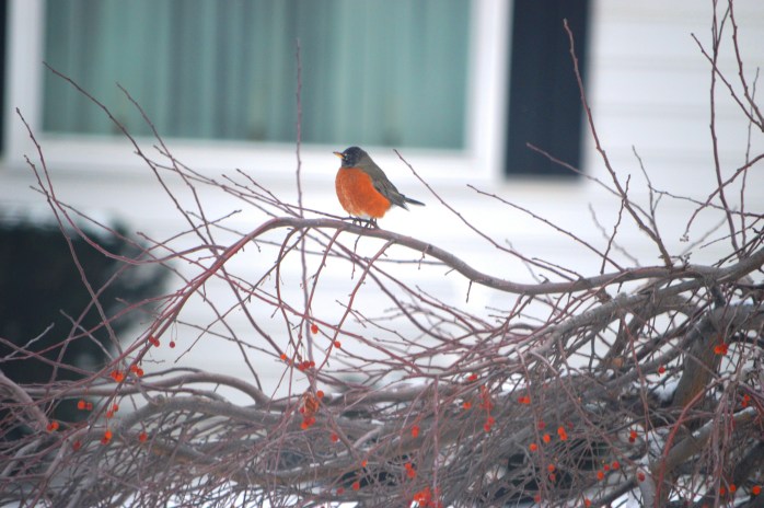 121916_bonus_sneaking-berries