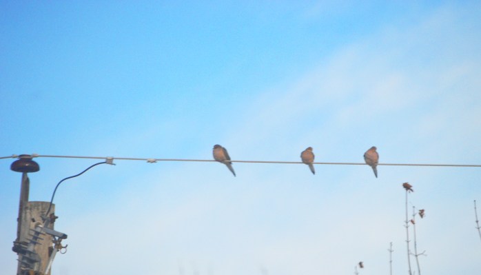 122016_birds-on-a-wire