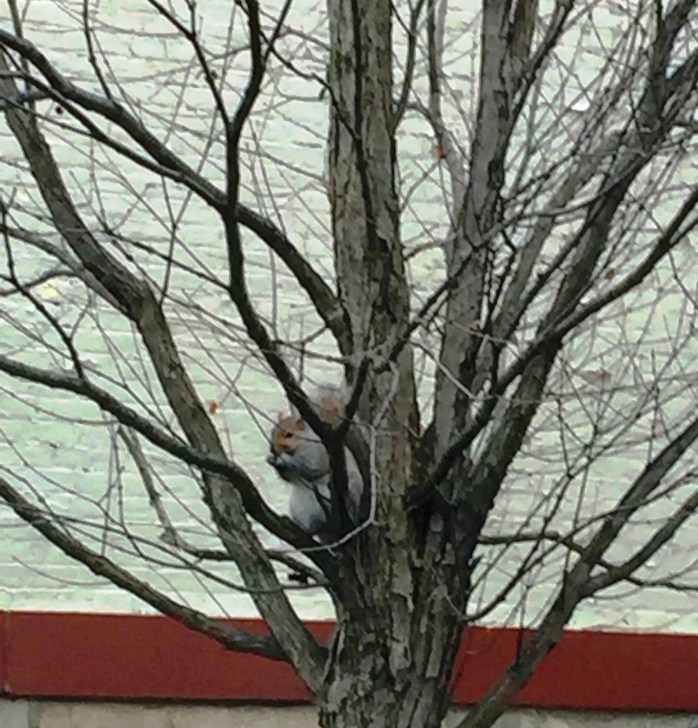 122616_lunch-in-the-crook-of-a-tree