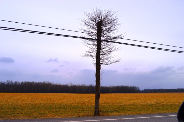 010517_runner-up_lonely-odd-tree