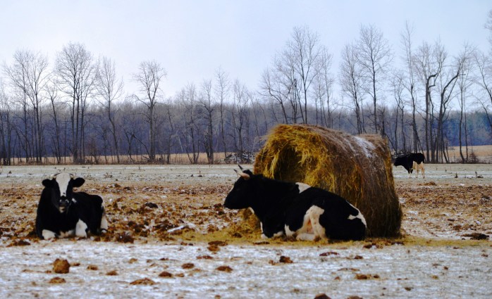 010817_guarding-the-hay
