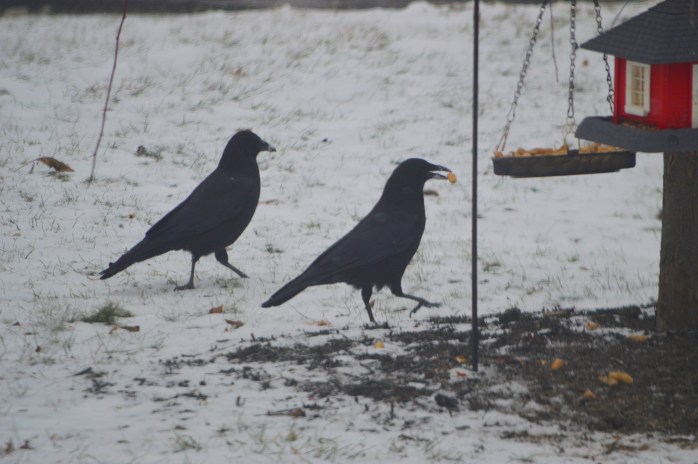 011017_two-old-crows-looking-for-nuts_two-things