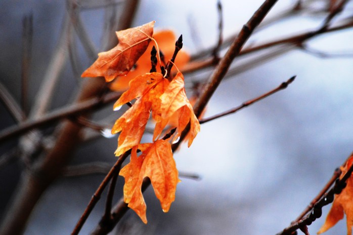 011217_hanging-on_leaf