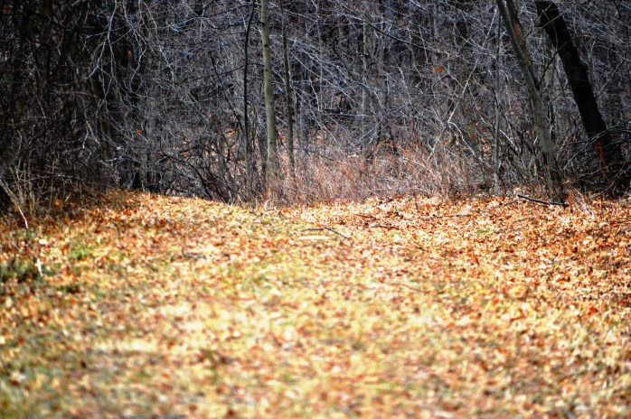 011417_off-the-beaten-path_path