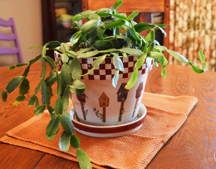 012117_brand-new-house-plant_grow