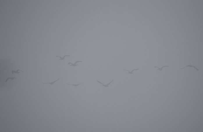 012217_flying-in-a-fog