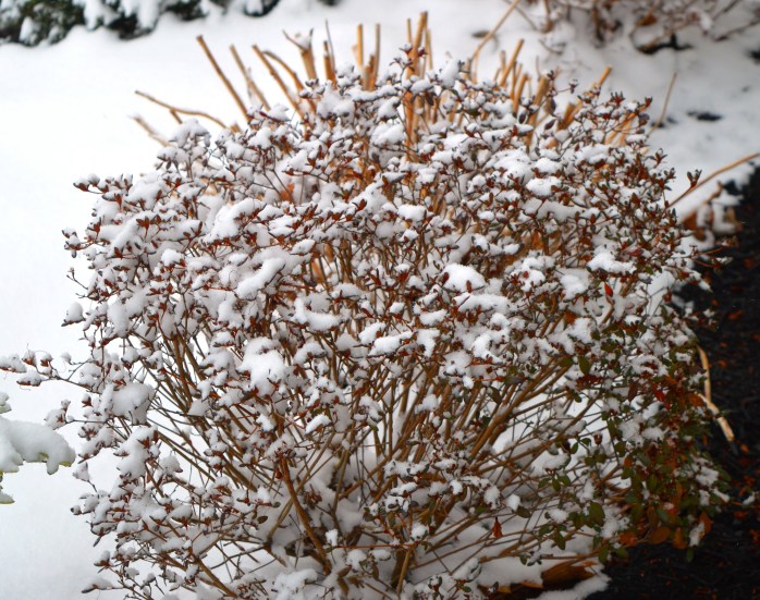 012417_azalea-in-winter