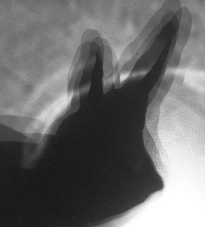 012917_its-a-rabbit_shadow