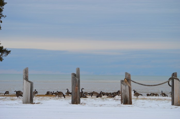 020617_geese-at-the-lake