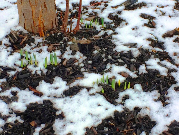 022617_confused-daffodils