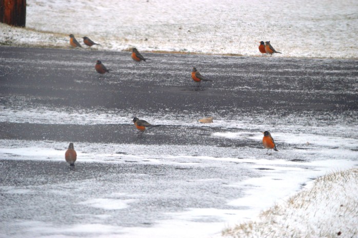 022617_robins-coming-to-visit