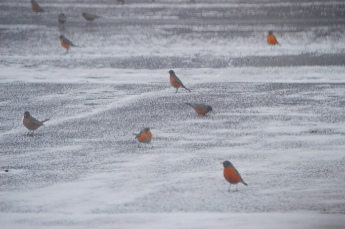 022617_robins-coming-to-visit_2