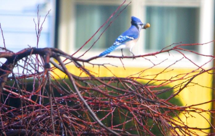 030117_blue-jay-and-his-treasure_something-blue