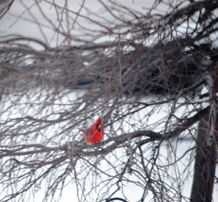 030417_snow-bird_contrast