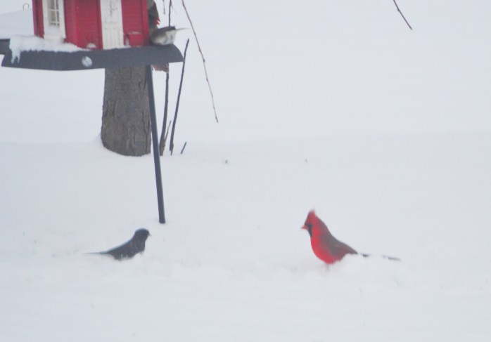 030417_snow-birds_contrast