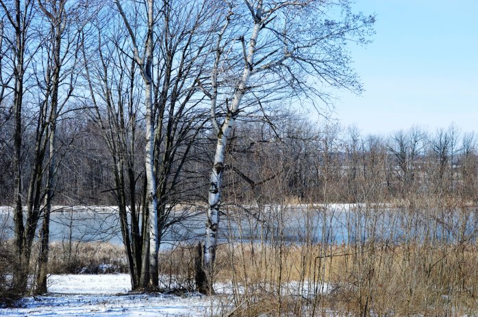 030517_peaceful-marsh-overlook